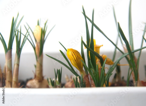 Miniature yellow crocus  growing bulbs of crocus  ornamental spring plant  Crocus sativus  Crocus angustifolius