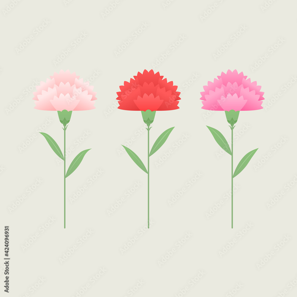 Vector illustration of red and pink carnations. Vector illustration of red and pink carnations.