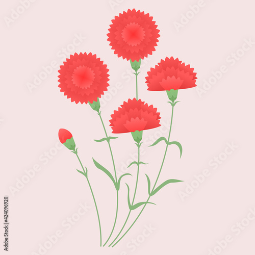 Vector illustration of red carnations.