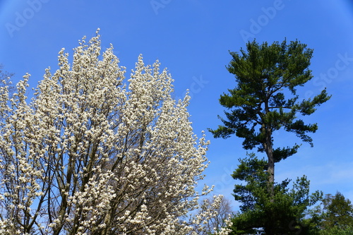 The top view of the white magnolia flowering tree, blooming in the Spring next to a green pine tree