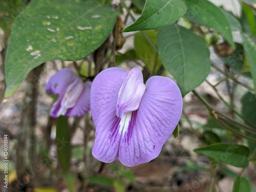 Centrosema virginianum flower in the morning photo