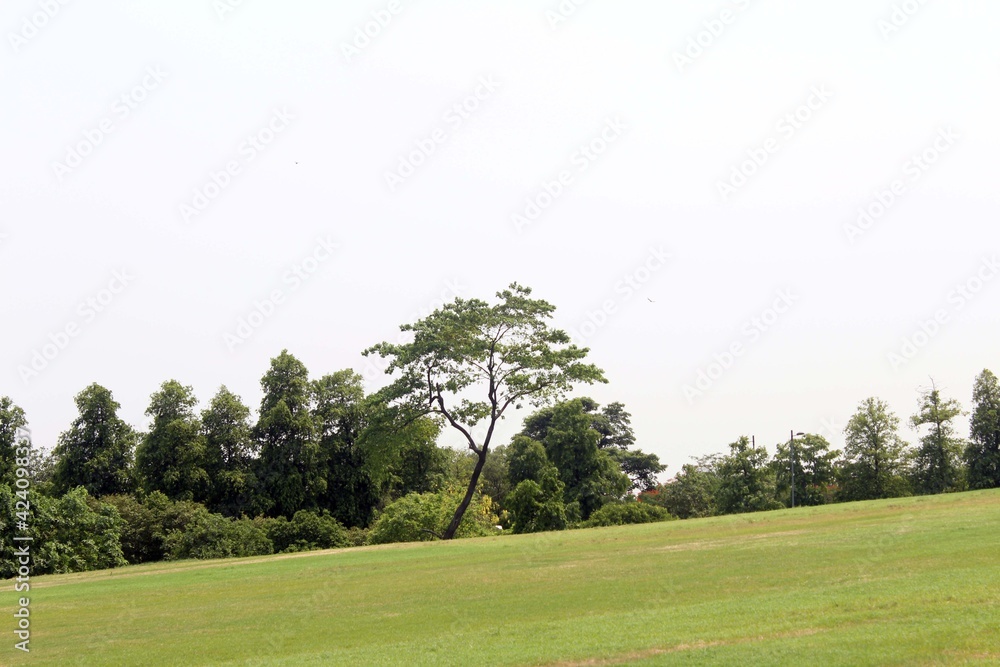 trees in the park