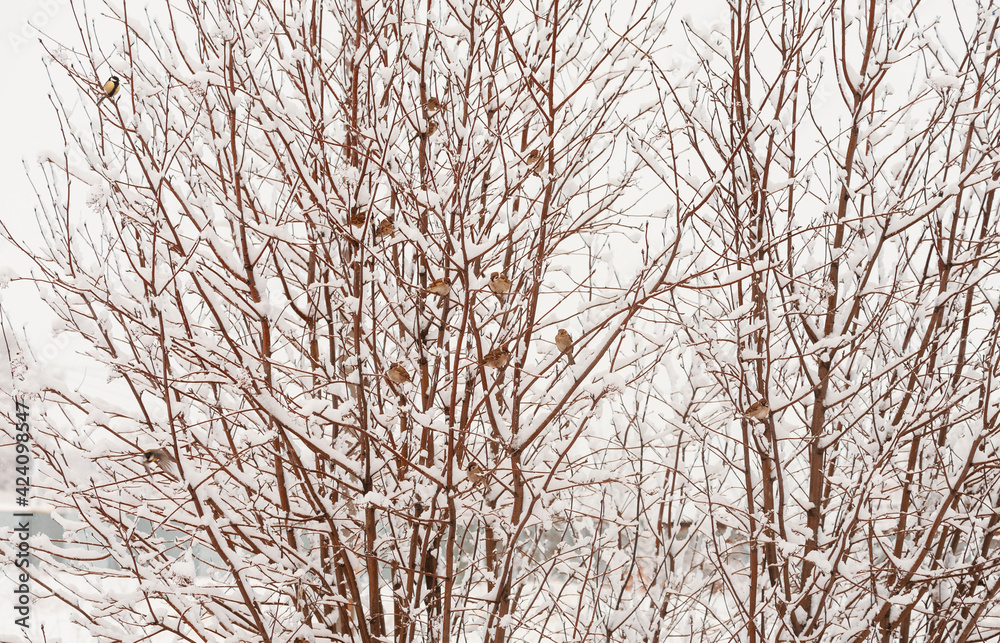 Birds on snow-covered rowan bushes on a cloudy morning. Selective focus. Birds on snow-covered rowan bushes on a cloudy morning. Selective focus.