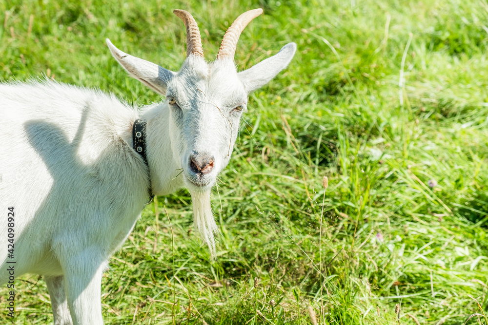 Obraz premium Cute white goat graze on the meadow with fresh green grass in the village. Organic animal husbandry.
