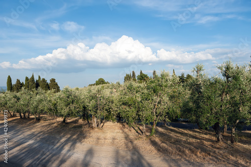 Olive trees against a blue sky. Tuscany  Italy