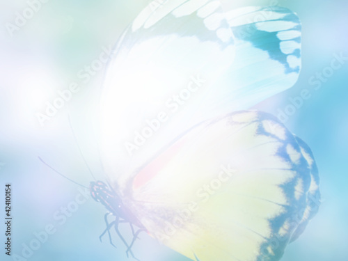 Natural background with natural butterfly