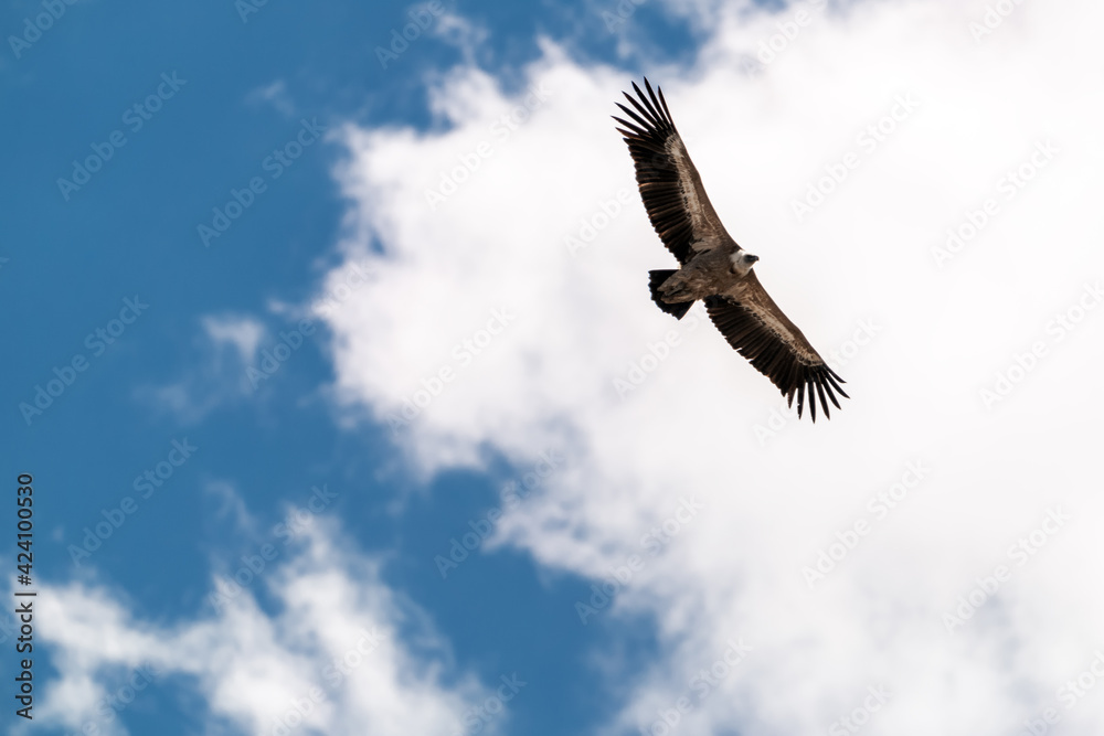 Fototapeta premium Eagle flying in the blue sky