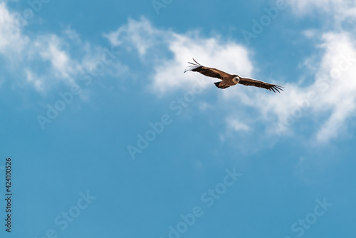Eagle flying in the blue sky