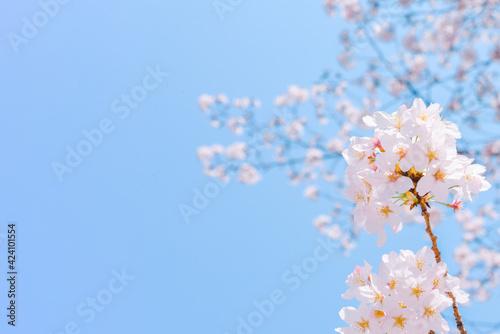 Fotobehang 桜と青空とコピースペース