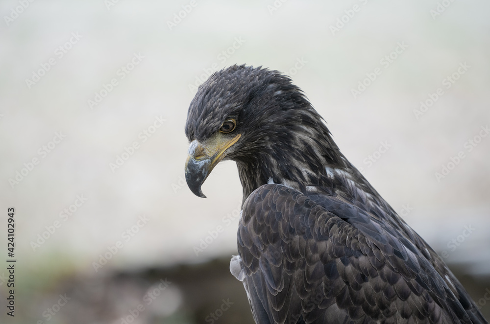 rapace rapace