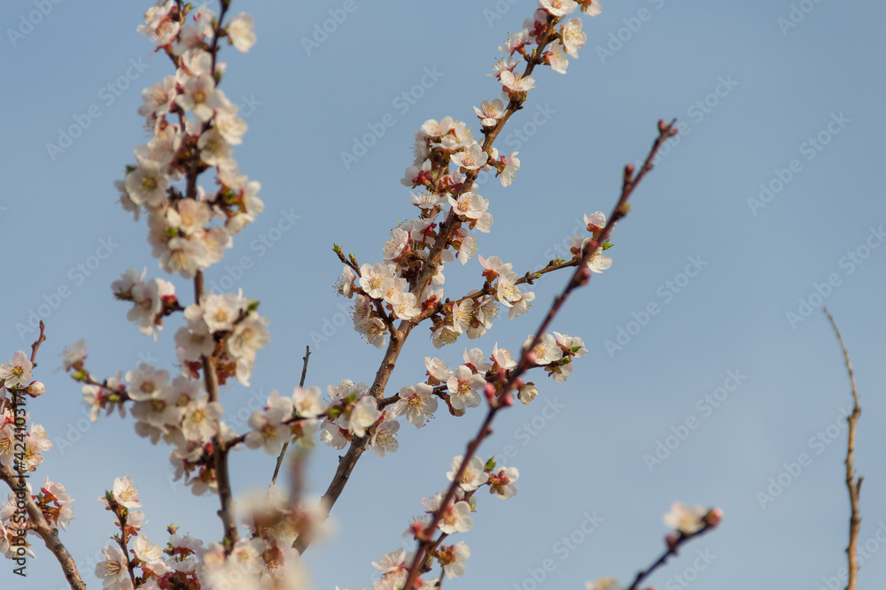 Spring flowering of apricot tree. Spring, bloom. Spring. Spring flowering of apricot tree. Spring, bloom. Spring.