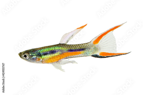 Endler Guppy Poecilia wingei tiny colorful tropical aquarium fish	

