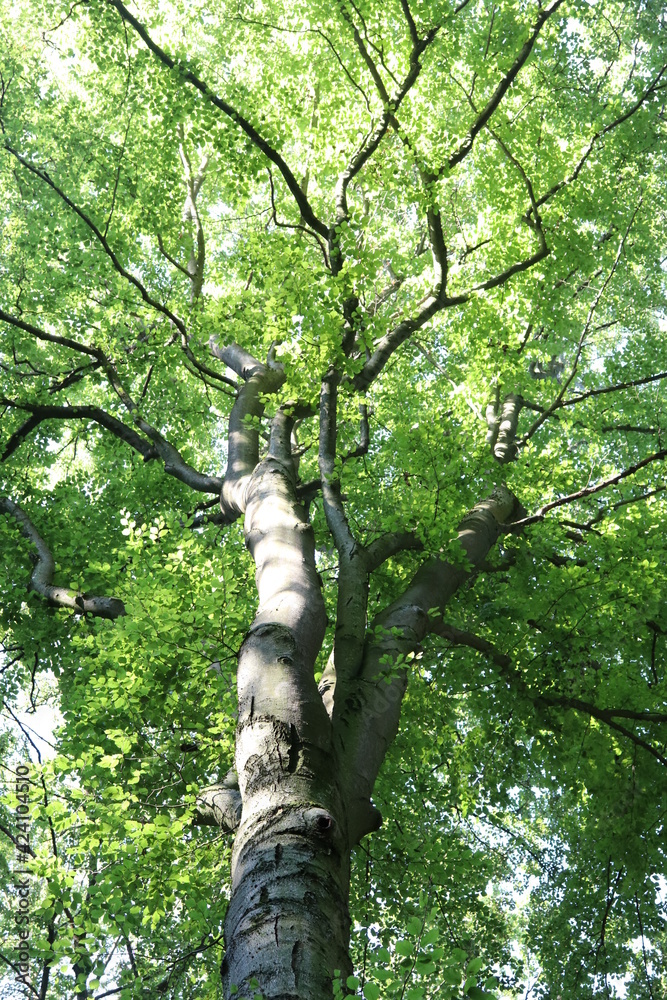 Fototapeta premium Buche Blick in die Krone Stamm Blätter Baumkrone Buchenbaum Sommer