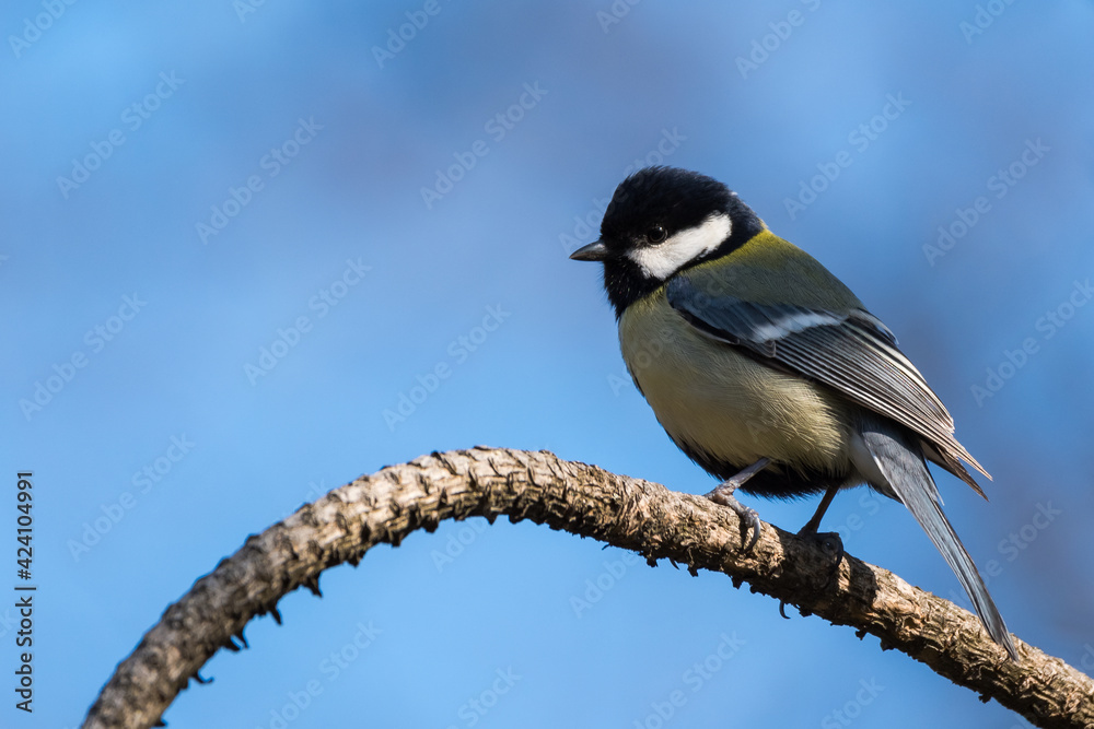 A Great Tit Perched on a Curved Branch on a Beautiful Early Spring Morning A Great Tit Perched on a Curved Branch on a Beautiful Early Spring Morning