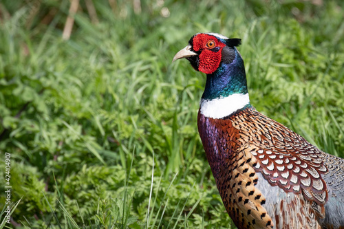 male pheasant © scott