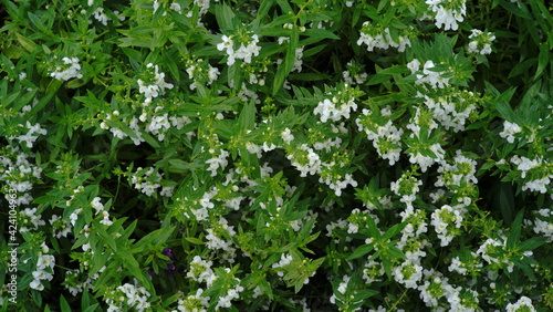 wild plant with white flowers photo