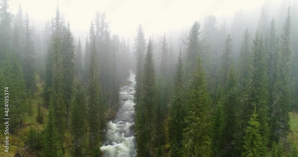 Beautiful river in the mountains. Powerful mountain stream. Spring brook. Heavy fog in the forest. Pure clear water. Wild nature. Drone shot. The camera lowers towards the river.