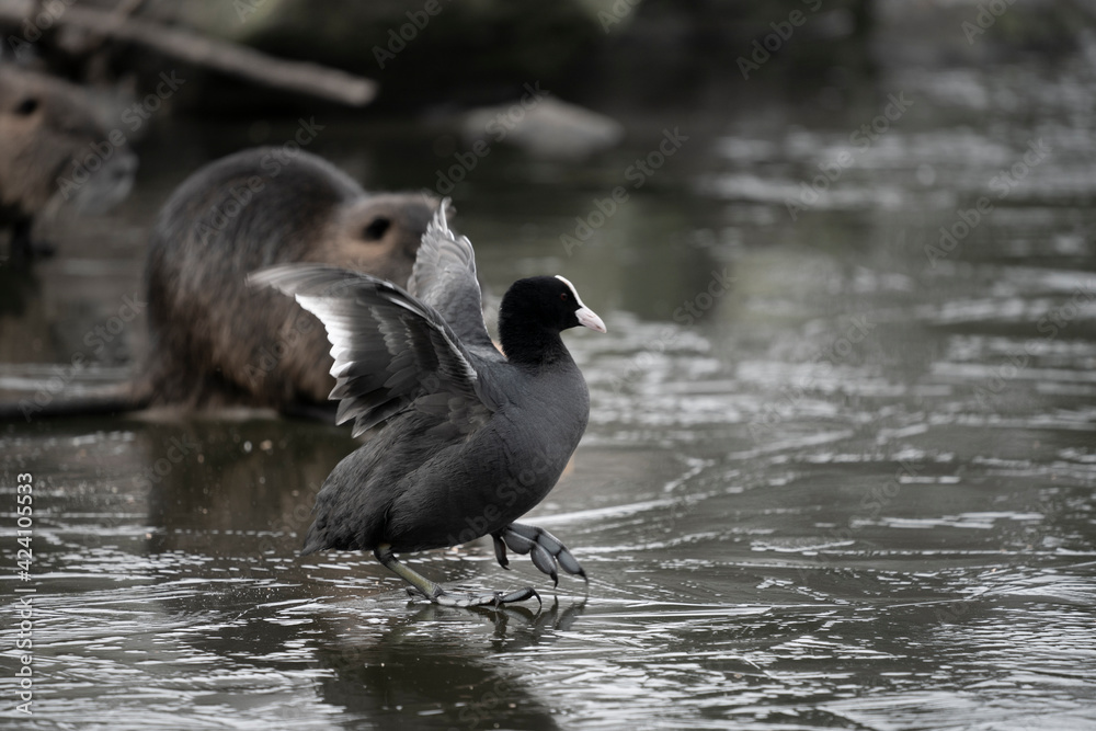 Fototapeta premium foulque
