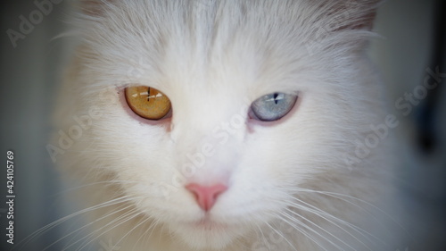 White cat with different eyes