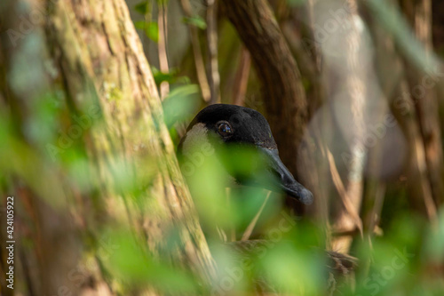 Canadian Goose Peaking Through Wooded Area photo