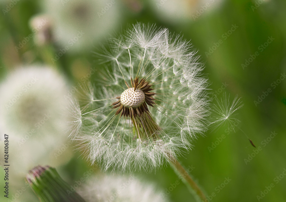 dandelion seed head dandelion seed head