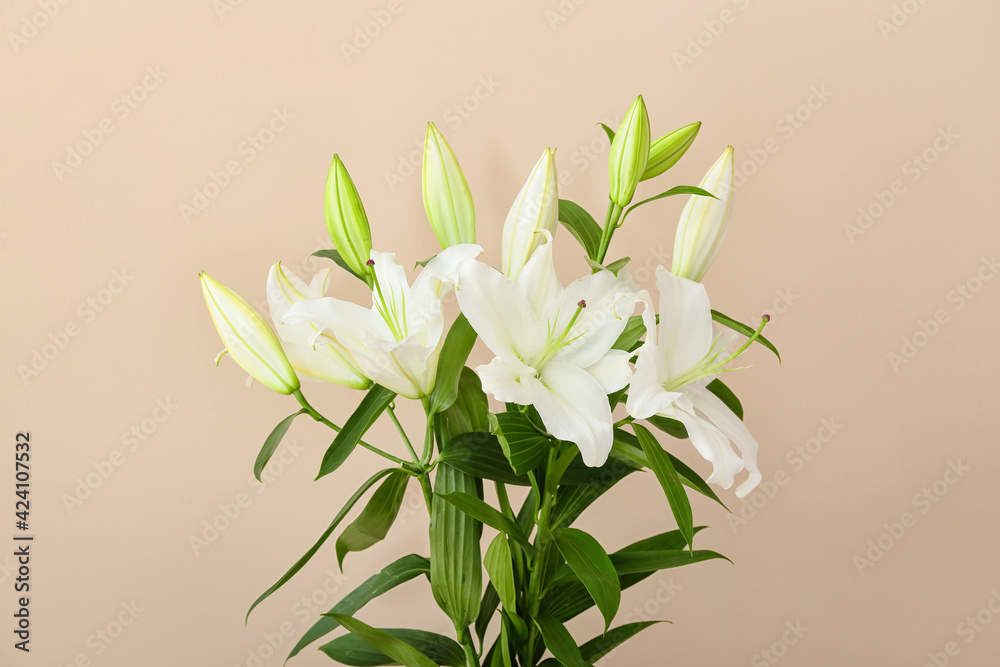 Beautiful lily flowers on color background
