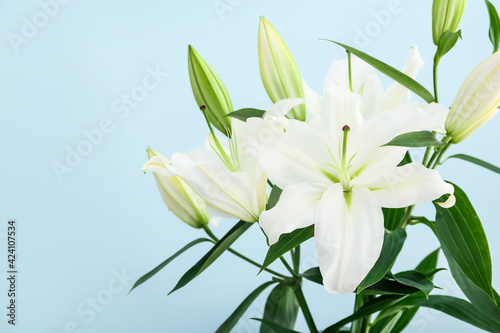 Beautiful lily flowers on color background, closeup © Pixel-Shot