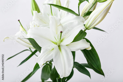 Beautiful lily flowers on light background, closeup