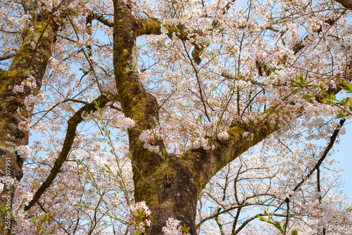 満開の桜