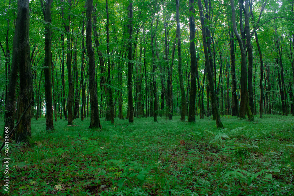 Fototapeta premium green forest in the morning