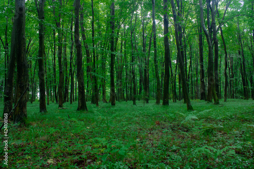 green forest in the morning