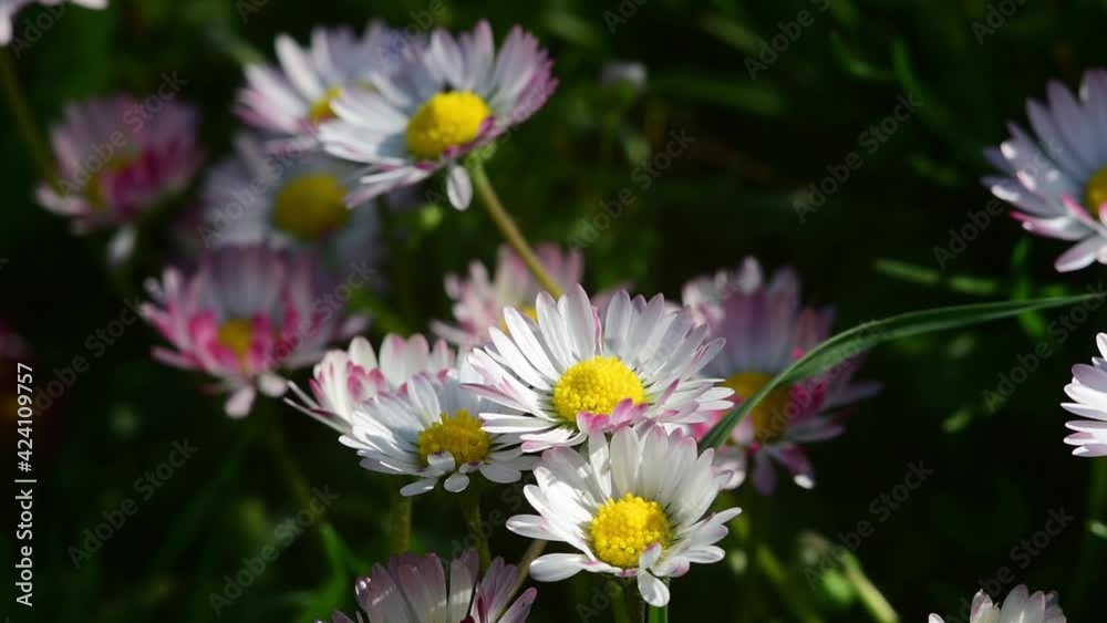 Little beautiful daisies Chamomiles. summer under the sun. Medicinal plant. Little beautiful daisies Chamomiles. summer under the sun. Medicinal plant.