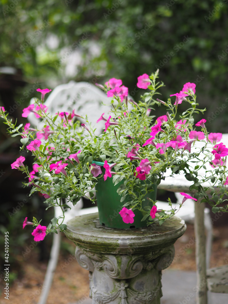 Wave dark pink Cascade color, Family name Solanaceae, Scientific name Petunia hybrid Vilm,Large petals single layer Grandiflora Singles flower in green plastic pot blooming in garden nature background Wave dark pink Cascade color, Family name Solanaceae, Scientific name Petunia hybrid Vilm,Large petals single layer Grandiflora Singles flower in green plastic pot blooming in garden nature background