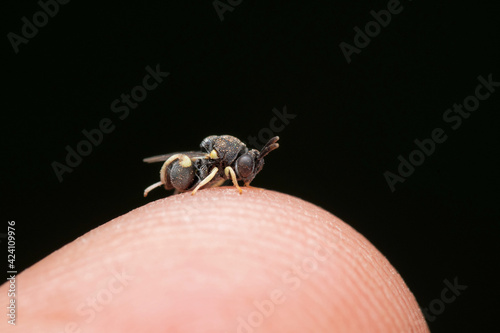 Neotrophical parasitoid wasp on finger, Brachymeria mochica, Satara, Maharashtra, India photo