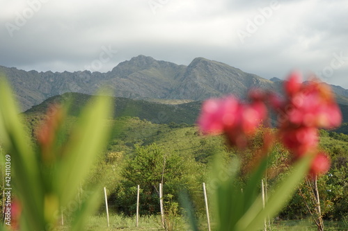 Flor y montañas