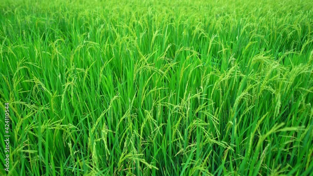 Green field of rice growing in Asia Thailand Nature and harvest background Fresh Green young rice field with wind blowing on Green rice plants growing, Nature and food Concept Green field of rice growing in Asia Thailand Nature and harvest background Fresh Green young rice field with wind blowing on Green rice plants growing, Nature and food Concept