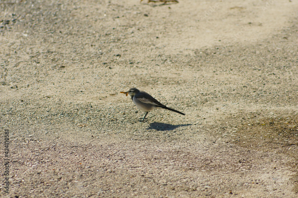 Obraz premium 虫と野鳥