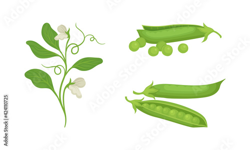 Pods of Green Peas with Edible Seeds Used as Vegetable Vector Set