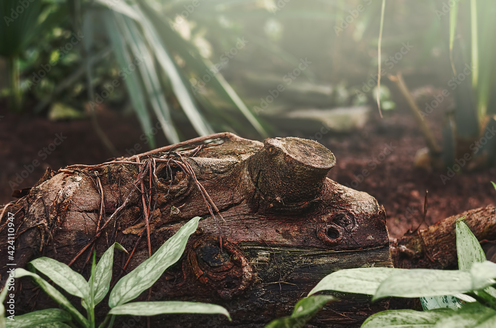 Naklejka premium textured brown stump with roots against a background of blurred foliage