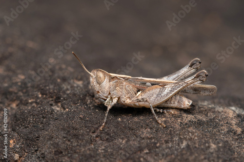 Rufous grasshopper, Gomphocerippus rufus, Satara, Maharashtra, India © RealityImages