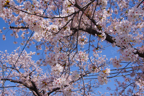 空と桜