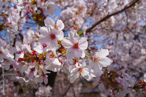 桜とツボミ