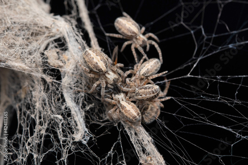 Social Spiders Hunting, Stegodyphus sarasinorum, Satara, Maharashtra, India