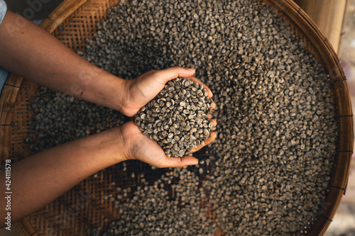 Hands are sorting quality coffee beans photo