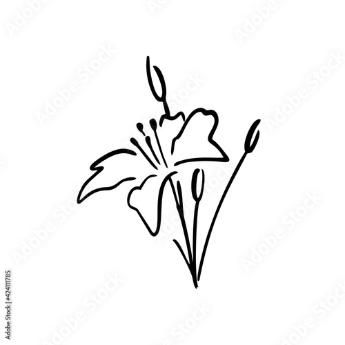 white lily ink drawing logo vector icon illustration