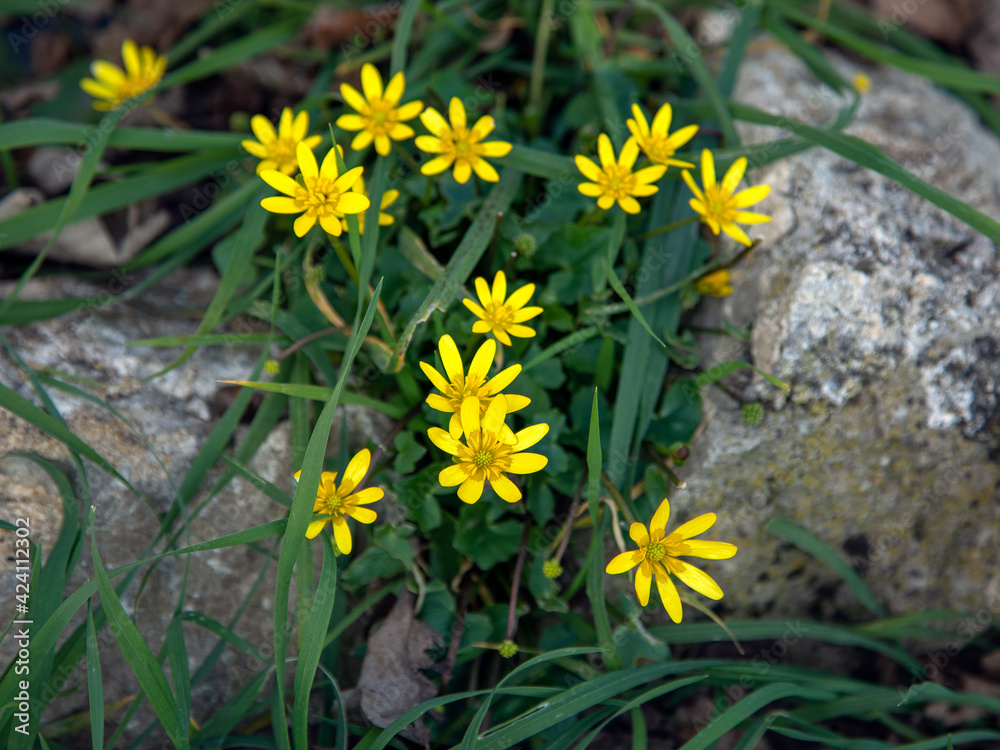 Lesser Celandine flowers growing among grass oin the side of a Churchyard (Ficaria verna). A small, perennial herb in the buttercup family Lesser Celandine flowers growing among grass oin the side of a Churchyard (Ficaria verna). A small, perennial herb in the buttercup family
