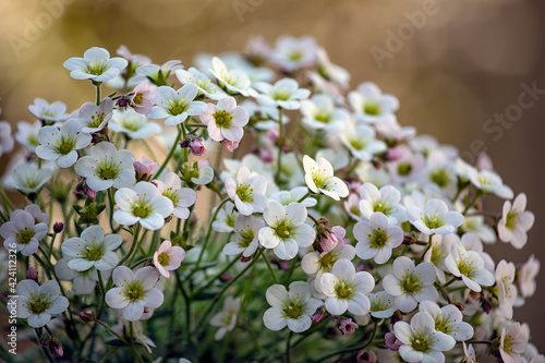 Konstfotografi Saxifrage x arendsii Ice Colours 'Pearl White' in bloom