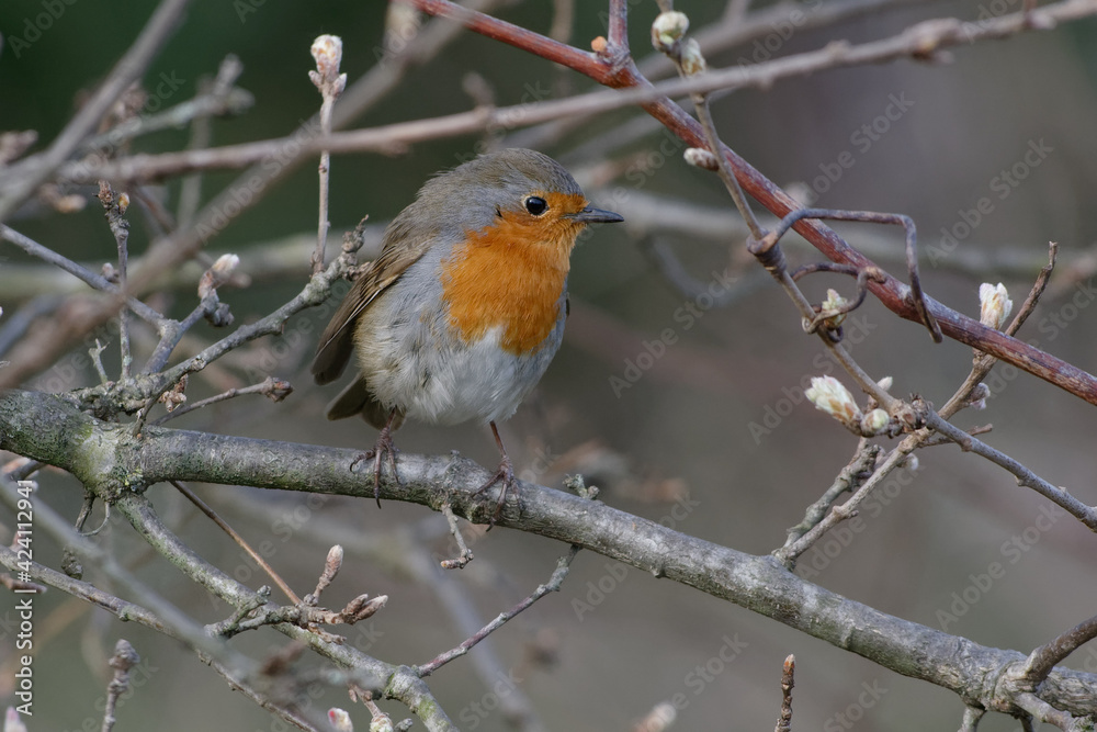 European robin (Erithacus rubecula) perched on a branch