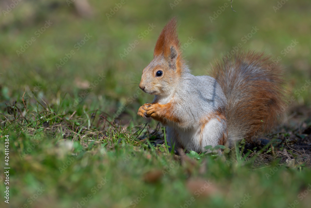 The squirrel sits and eats. Beautiful red squirrel in the park.