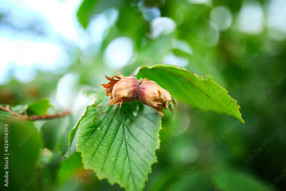 Hazelnuts are growing on the tree or bush, outdoor, autumn harvest. Copy space. Hazelnuts are growing on the tree or bush, outdoor, autumn harvest. Copy space.